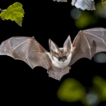 OMS ve bajo el riesgo global de propagación del virus Nipah