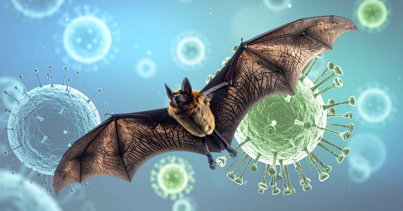 RD refuerza medidas sanitarias por virus Nipah