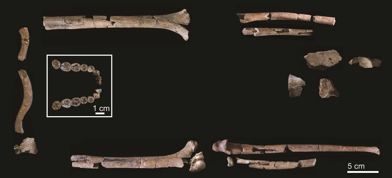 El esqueleto más antiguo y más completo conocido hasta ahora de Homo habilis