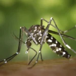 Chikungunya en Bolivia genera alarma; en dos meses hay más casos que en todo 2025