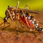 Secretaría de Salud reporta aumento de casos y dos muertes sospechosas por dengue en Honduras