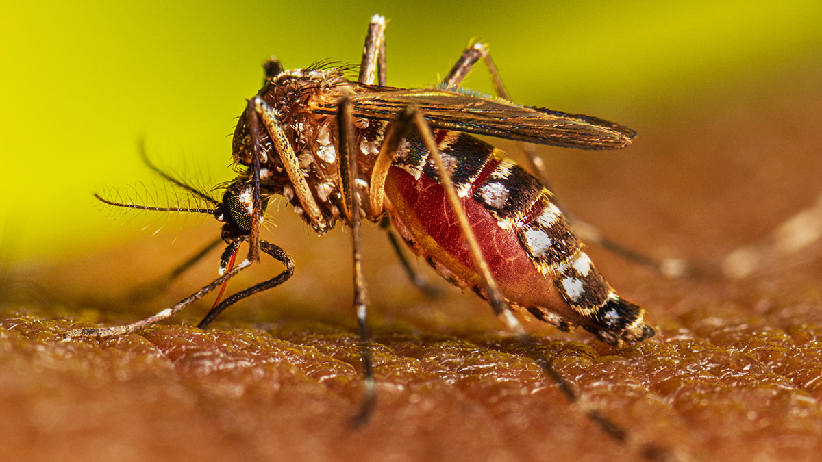 Secretaría de Salud reporta aumento de casos y dos muertes sospechosas por dengue en Honduras
