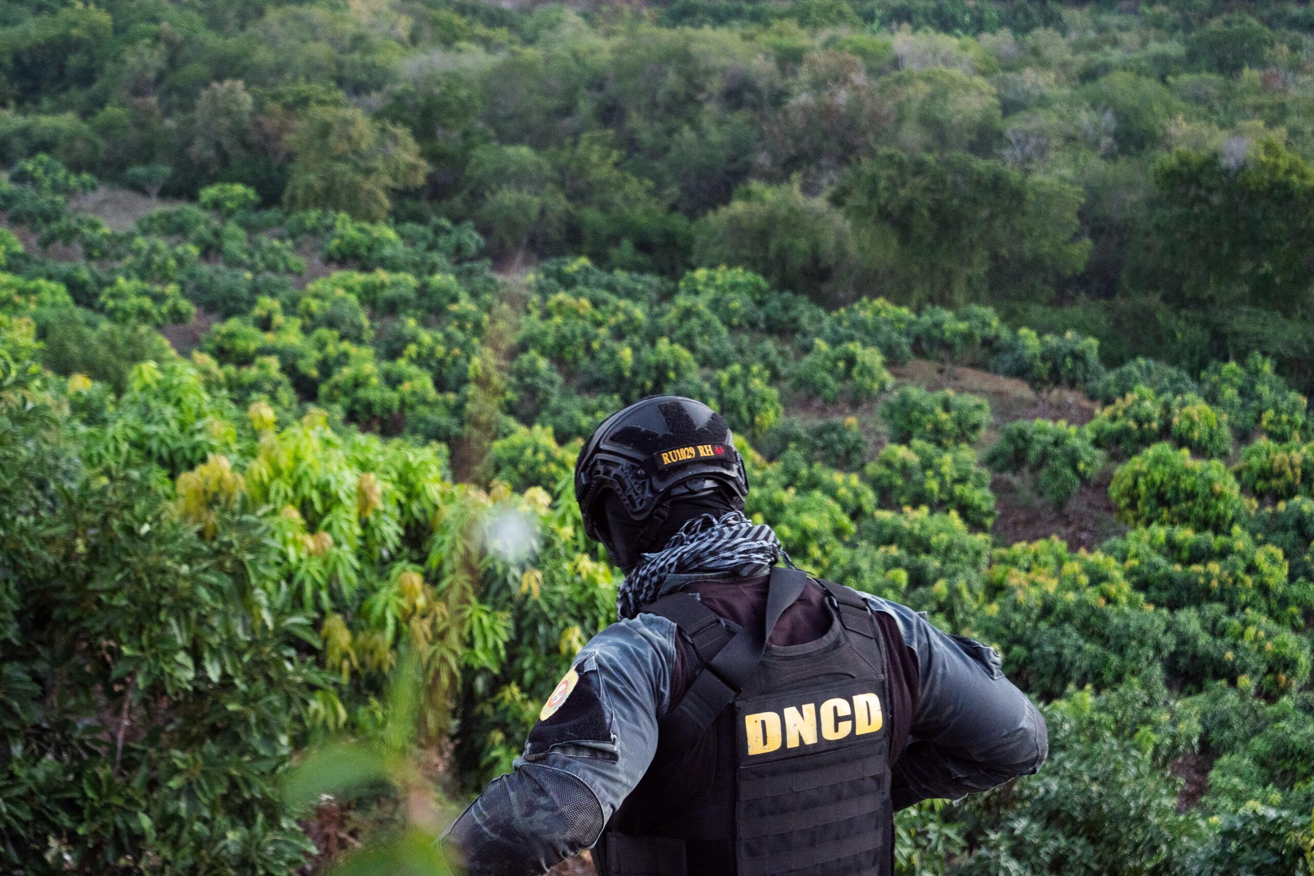 Plantación de marihuana desmantelada de Baní