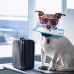 El servicio de “niñeros de vuelo” se consolida como alternativa para el transporte de mascotas en Estados Unidos