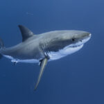 Tiburón (Imagen de referencia).