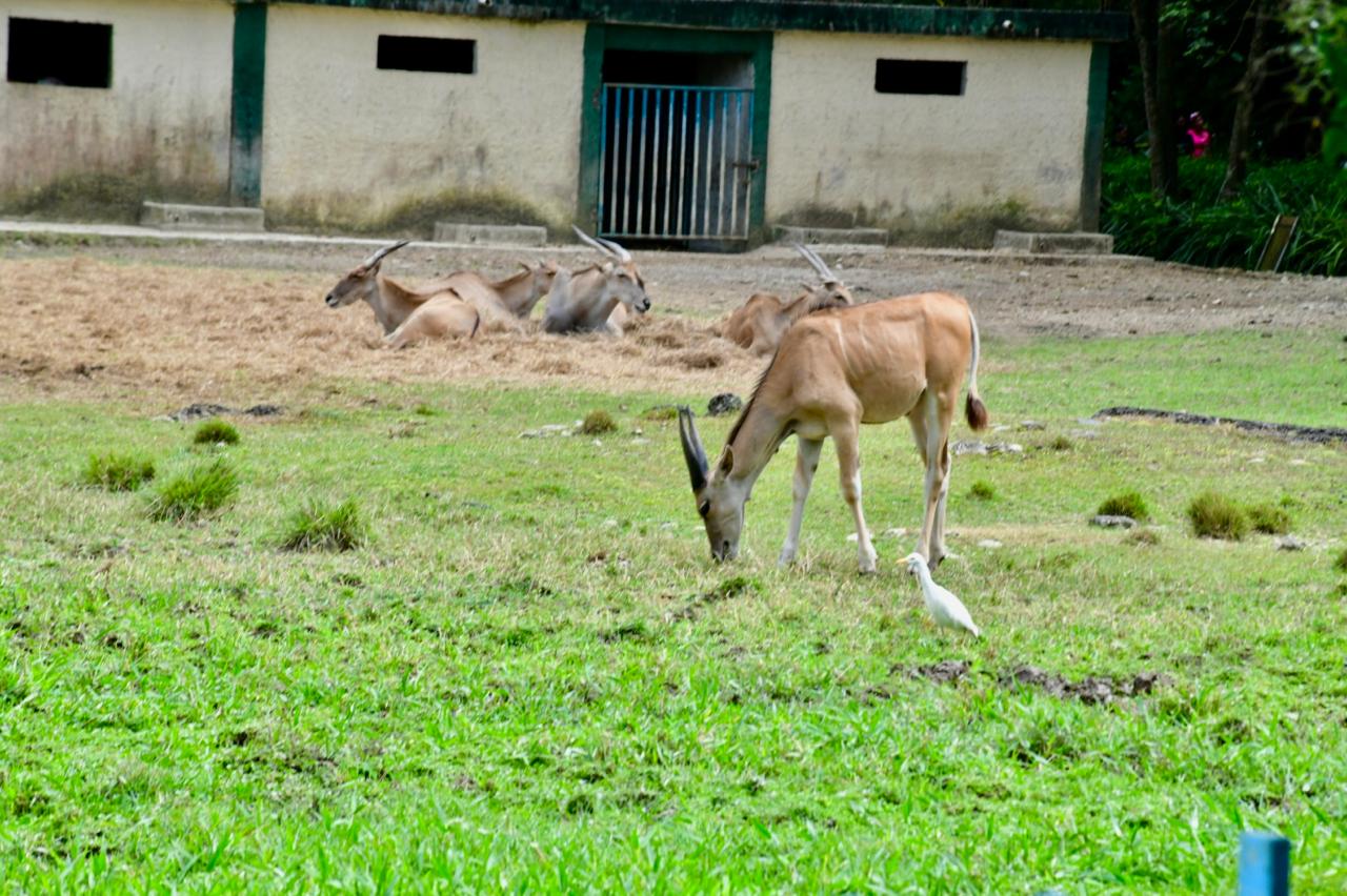Mantenimiento e inclusión, retos del Zoológico Nacional