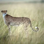 Fotografía de archivo de un guepardo en la reserva Masai Mara. EFE/STEPHEN MORRISON.
