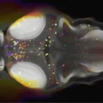 Estudio sobre el sueño en peces podría abrir vías para tratar el insomnio en humanos