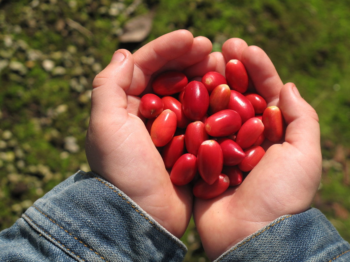 Hospitales incluyen una “fruta milagrosa” para mejorar la alimentación de pacientes con cáncer