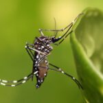 Honduras supera los 1,700 casos de dengue, autoridades refuerzan medidas urgentes