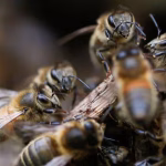 Un insecto similar al “avispón asesino” podría afectar a las abejas si continúa propagándose en Estados Unidos