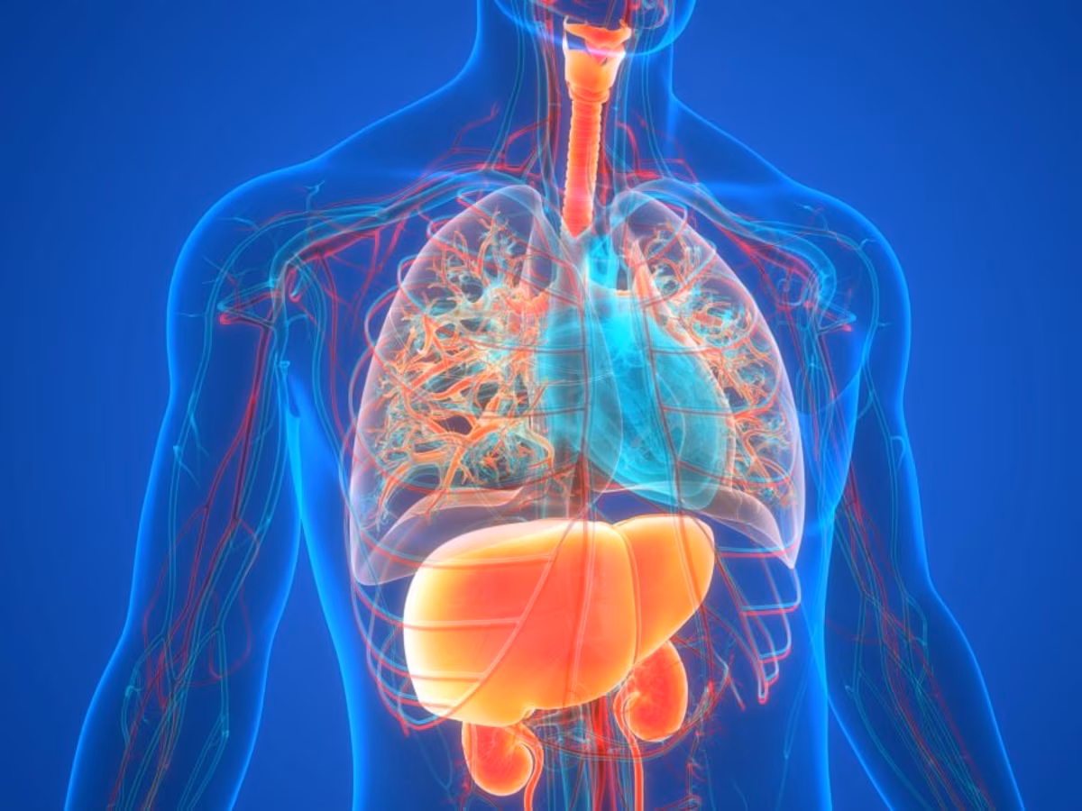 Hígado graso: la prevalencia crecerá 42% para el año 2050, advierte un estudio global