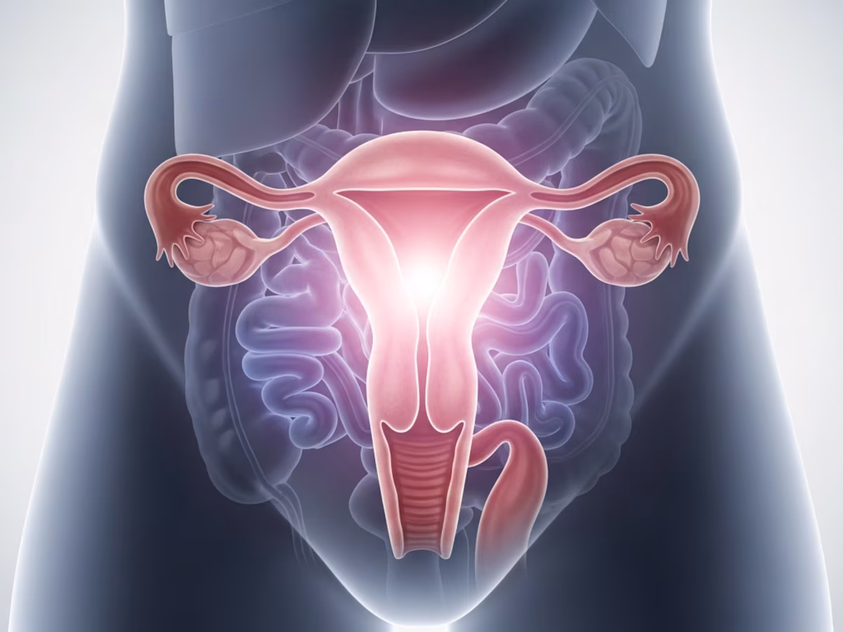 Las investigaciones exploran estrategias para prolongar la función ovárica