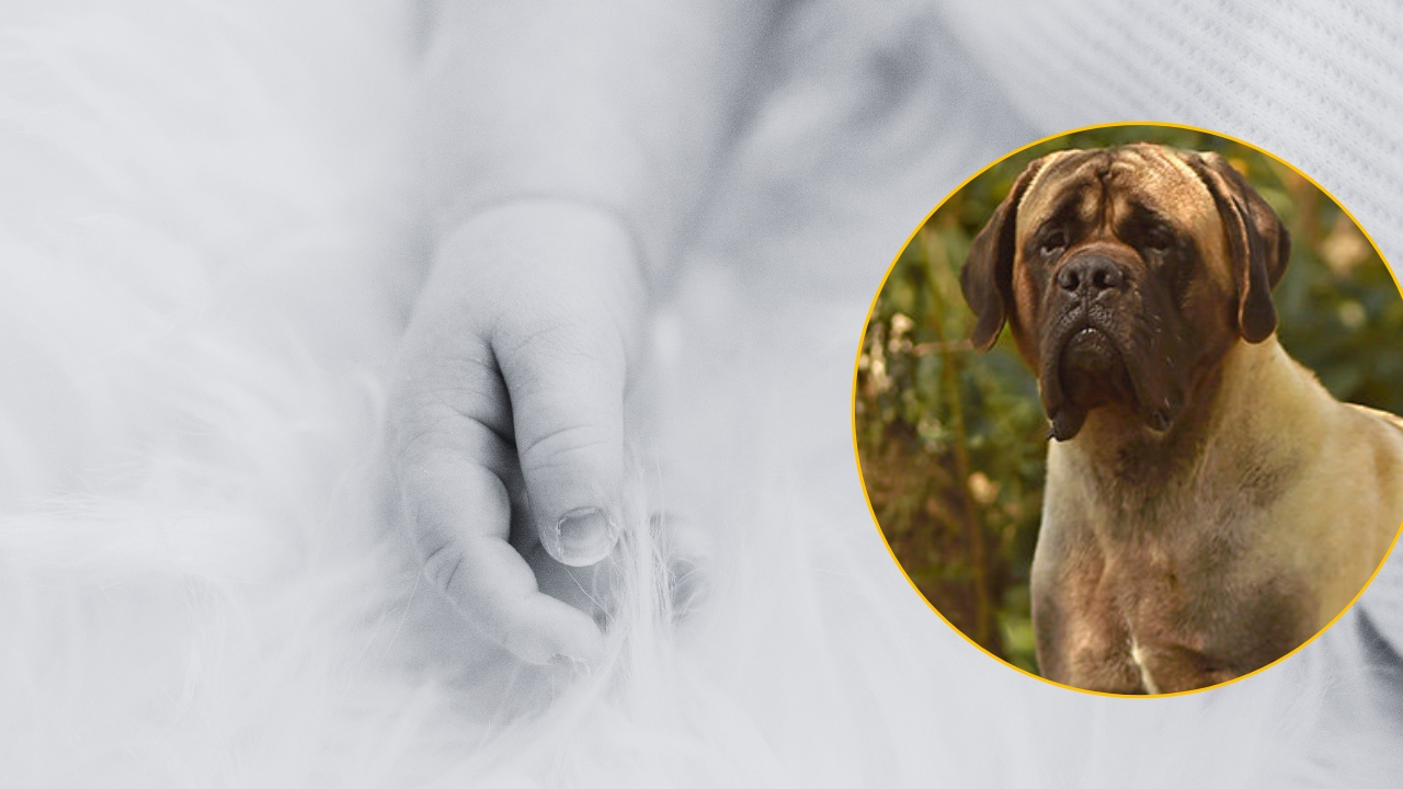 Perro ataca bebé (Fuente externa)