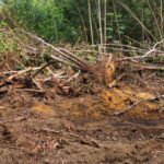 Depredación en Loma de Managuá, Monte Plata / Fuente externa