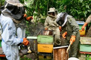 La apicultura dominicana enfrenta desorganización y débil regulación estatal.