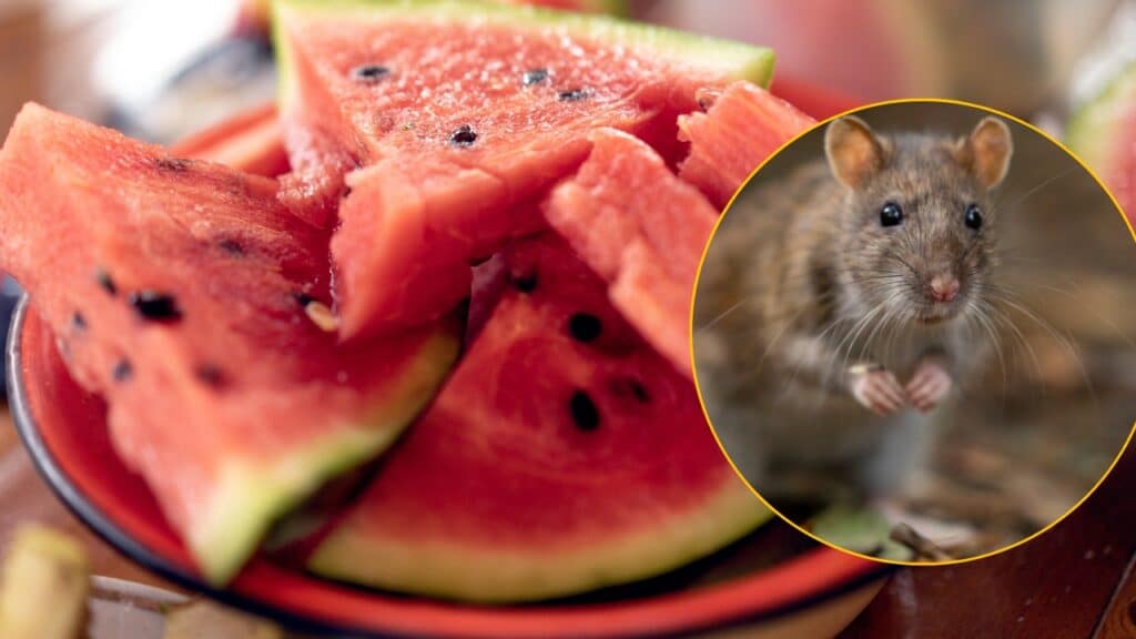 Cuatro miembros de una familia mueren tras comer sandía contaminada con veneno para ratas.