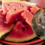 Cuatro miembros de una familia mueren tras comer sandía contaminada con veneno para ratas.
