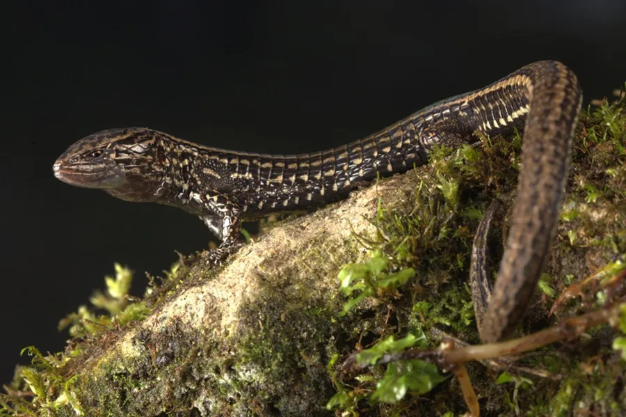 Fotografía que muestra una nueva especie de lagartija bautizada como 'Petracola ianwhitei', descubierta en los Andes peruanos.
