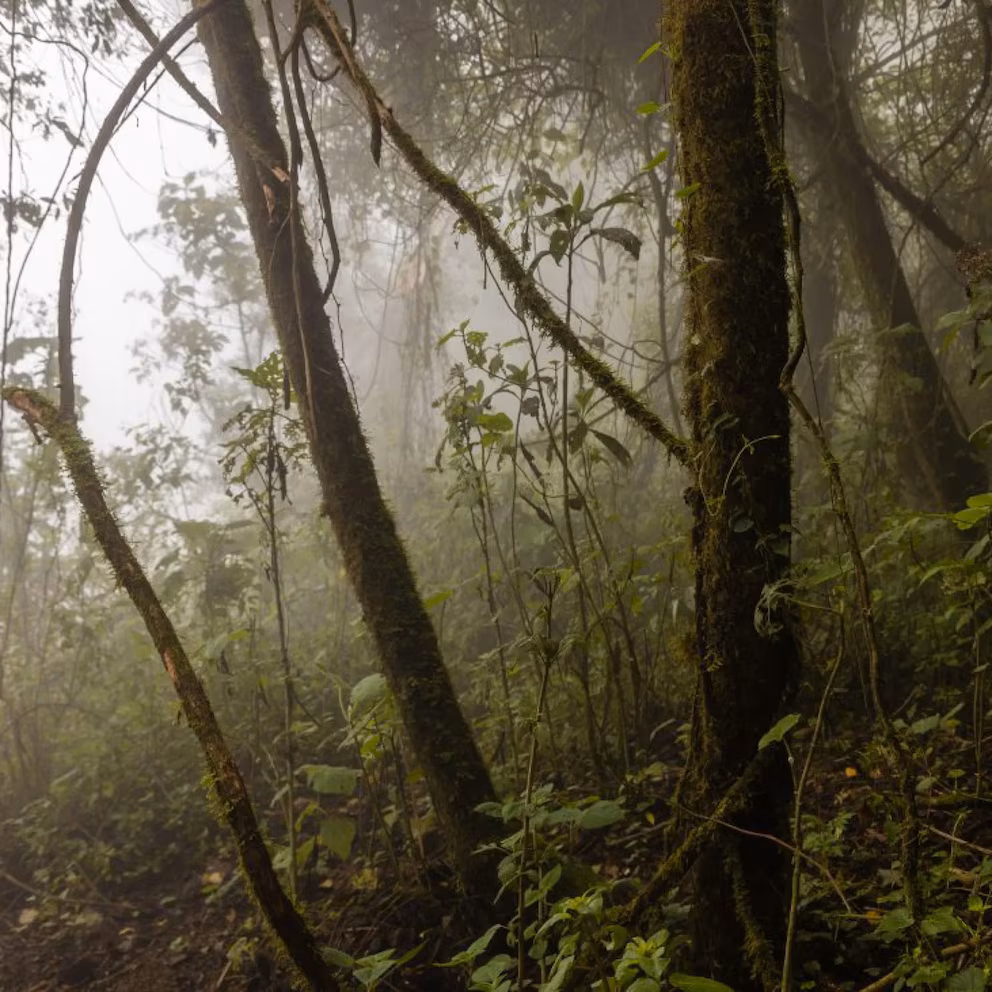 Fobosques en Guatemala