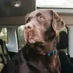 Perro en el interior de vehículo (Imagen ilustrativa).