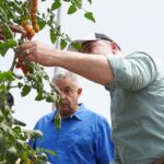 Exportación del tomate cherry a Estados Unidos impacta de manera positiva el sector agropecuario del país