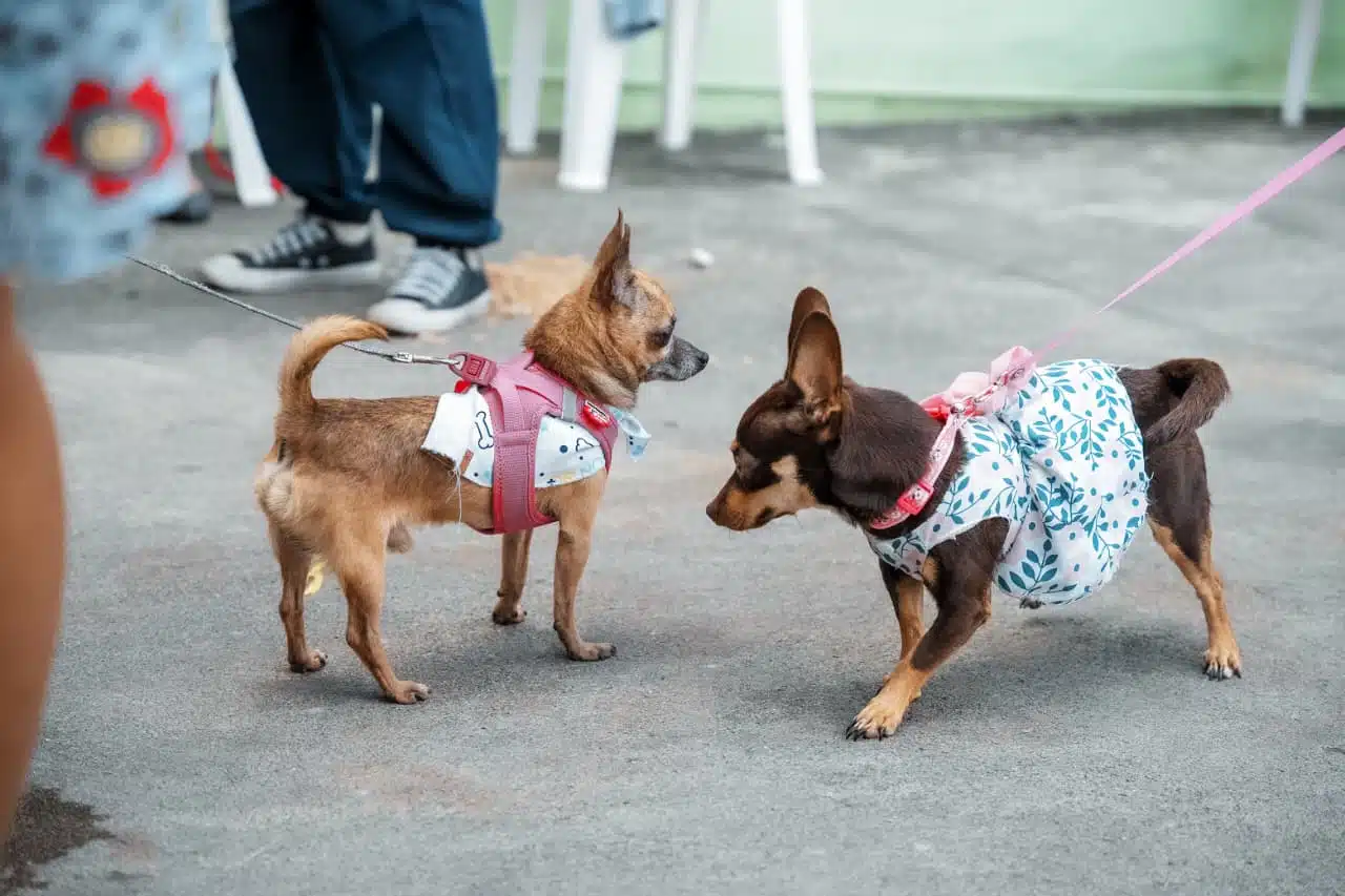 Perros