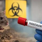 Hantavirus en un crucero: dos nuevos casos, cinco bajo sospecha y la búsqueda contrarreloj de los pasajeros de un vuelo