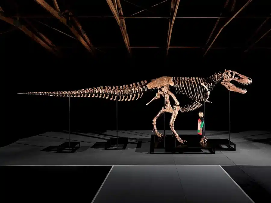 Fotografía cedida por Sotheby's donde se aprecia a 'Gus' un Tyrannosaurus rex que es la estrella de la subasta de Historia Natural de la casa el próximo 14 de julio