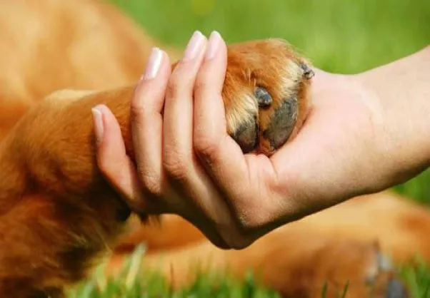 Maltrato animal prisión a mujer em mayo 2026.