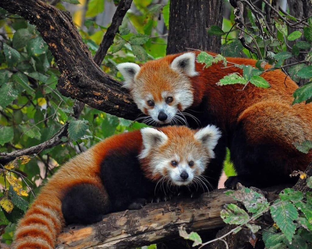 Zoológico de Taipéi recibe dos pandas rojos procedentes de Shanghái