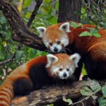 Zoológico de Taipéi recibe dos pandas rojos procedentes de Shanghái