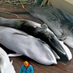 Islandia reanuda la caza de ballenas tras dos años de pausa y genera protestas de ambientalistas