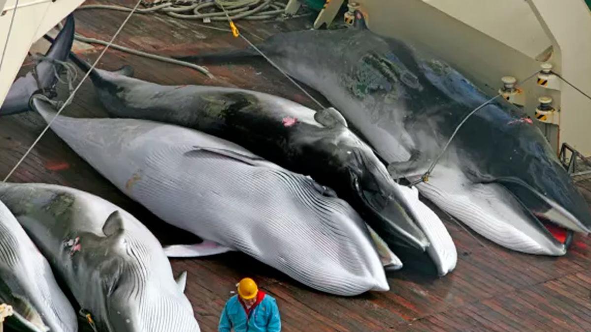 Islandia reanuda la caza de ballenas tras dos años de pausa y genera protestas de ambientalistas