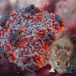 La OMS declarará el fin del brote de hantavirus el 2 de julio si no hay más casos