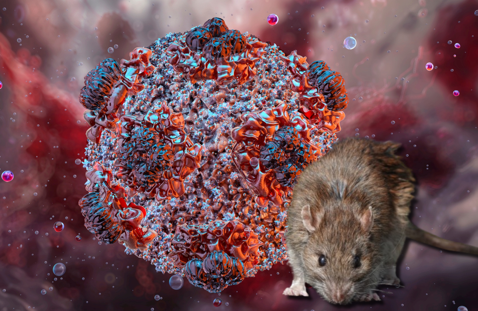 La OMS declarará el fin del brote de hantavirus el 2 de julio si no hay más casos