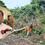 Ministro de Medio Ambiente habla sobre tala de árboles en la Autopista 6 de Noviembre.