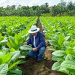 Exportaciones de tabaco alcanzan US$1,359 millones en 2025