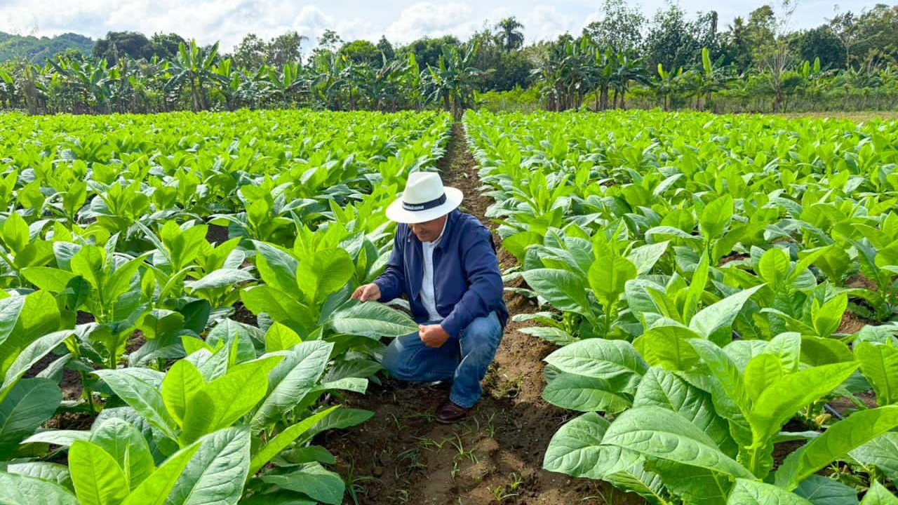 Exportaciones de tabaco alcanzan US$1,359 millones en 2025