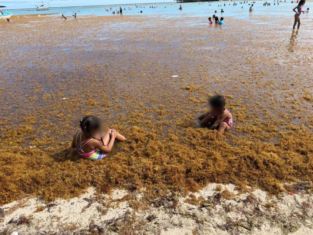 Sargazo en playas de República Dominicana.