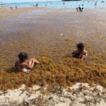 Sargazo en playas de República Dominicana.