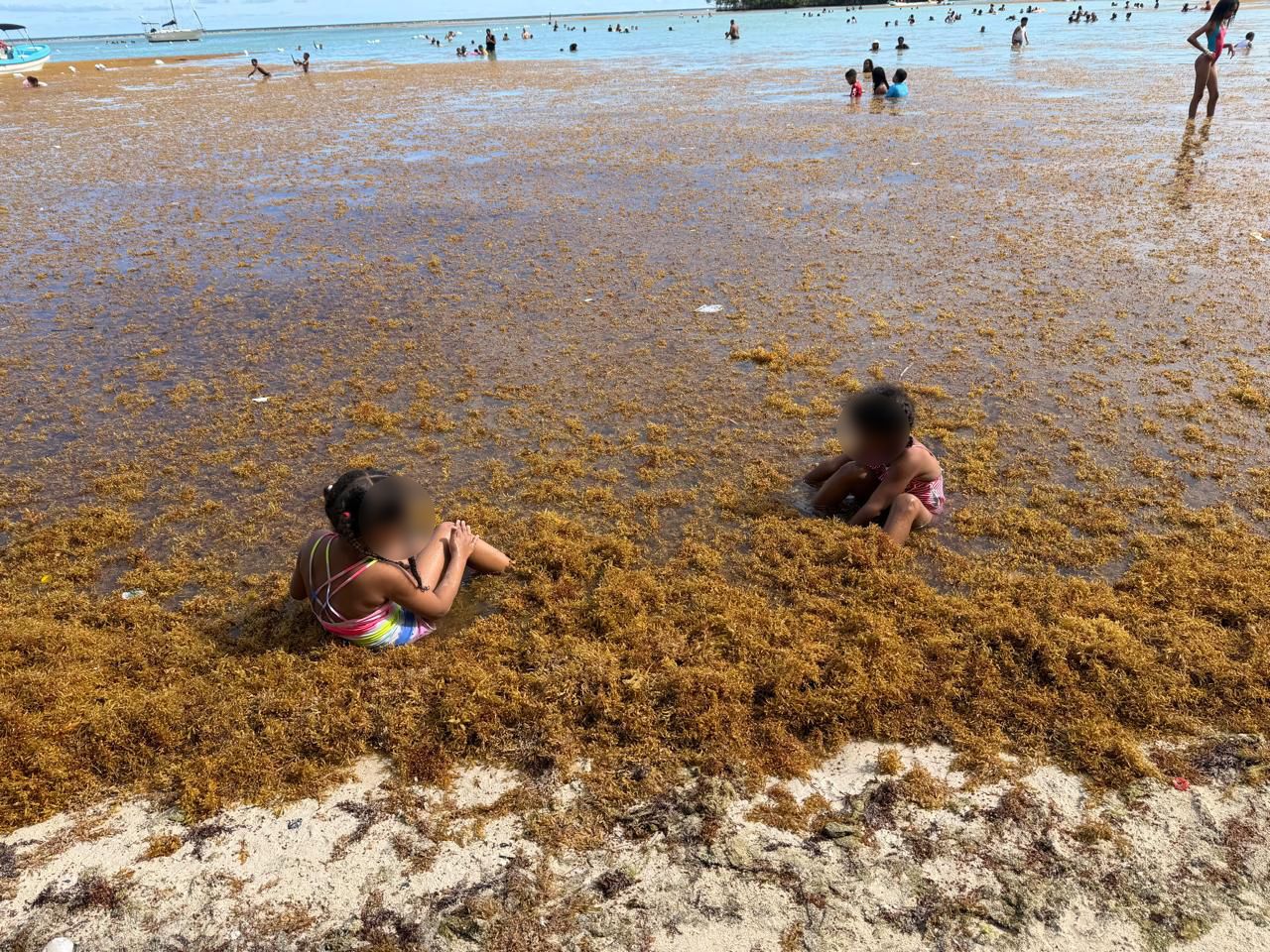 Sargazo en playas de República Dominicana.