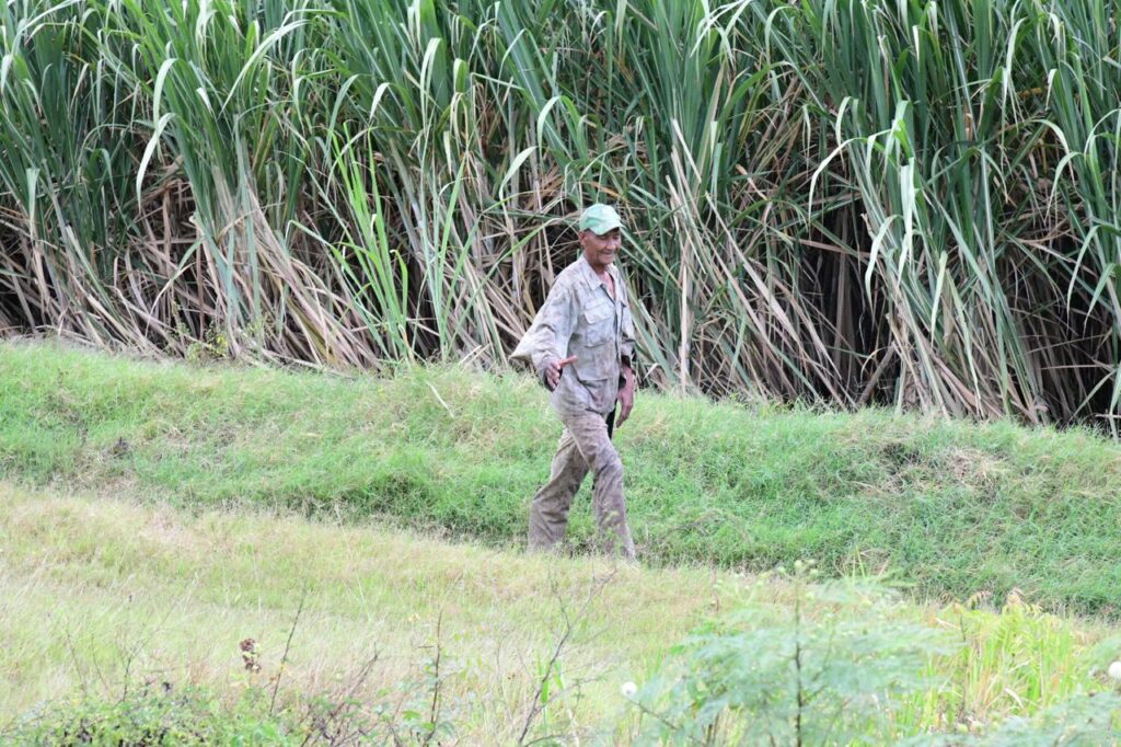 Familias dependen de trabajos ocasionales y la agricultura.
