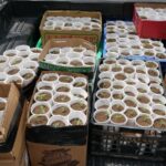 Captan más de 400 plantas de cannabis en proceso de germinación en SDO.