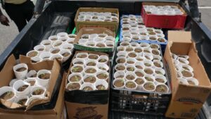 Ocupan más de 400 plantas de mariguana en proceso de germinación en SDO.
