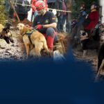Tsunami: perro rescate Venezuela.