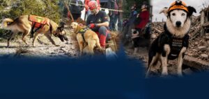 Tsunami: perro rescate Venezuela.