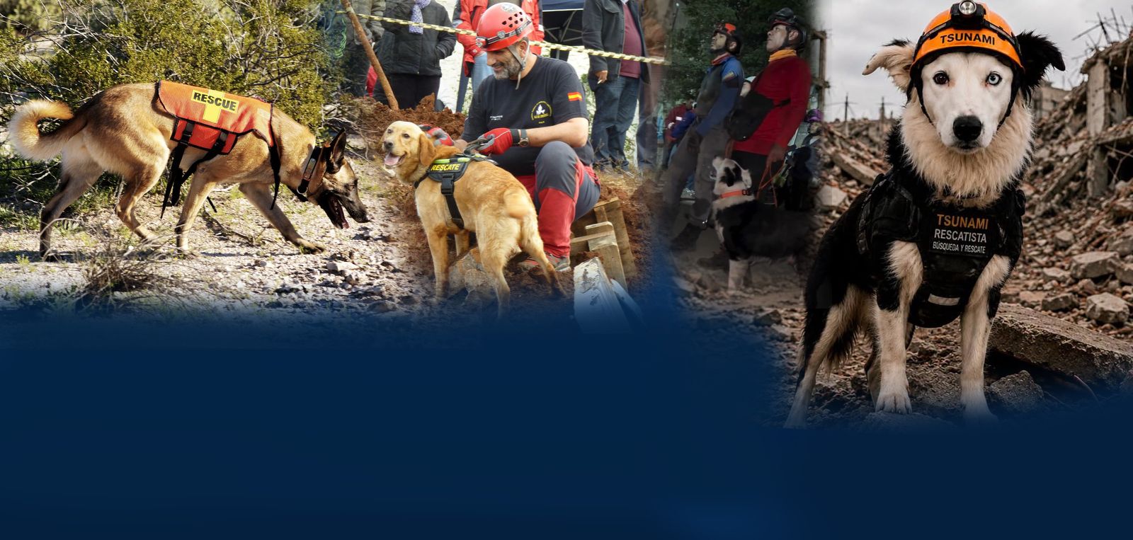 Tsunami: perro rescate Venezuela.