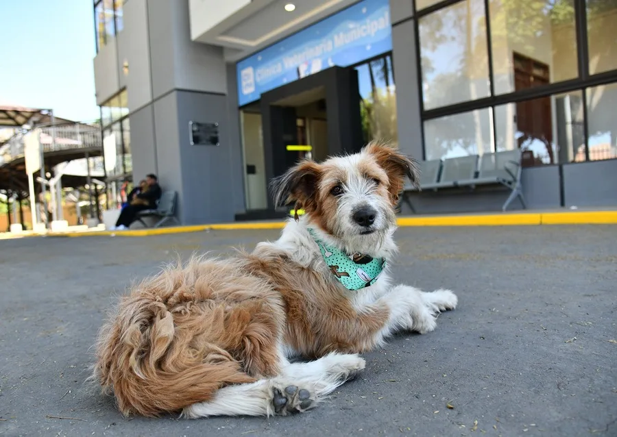 Un perro posa al frente de la Clínica Veterinaria Municipal, en Cochabamba (Bolivia). EFE/ Jorge Ábrego.
