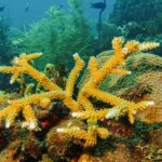 RD participara en investigación de aguas profundas